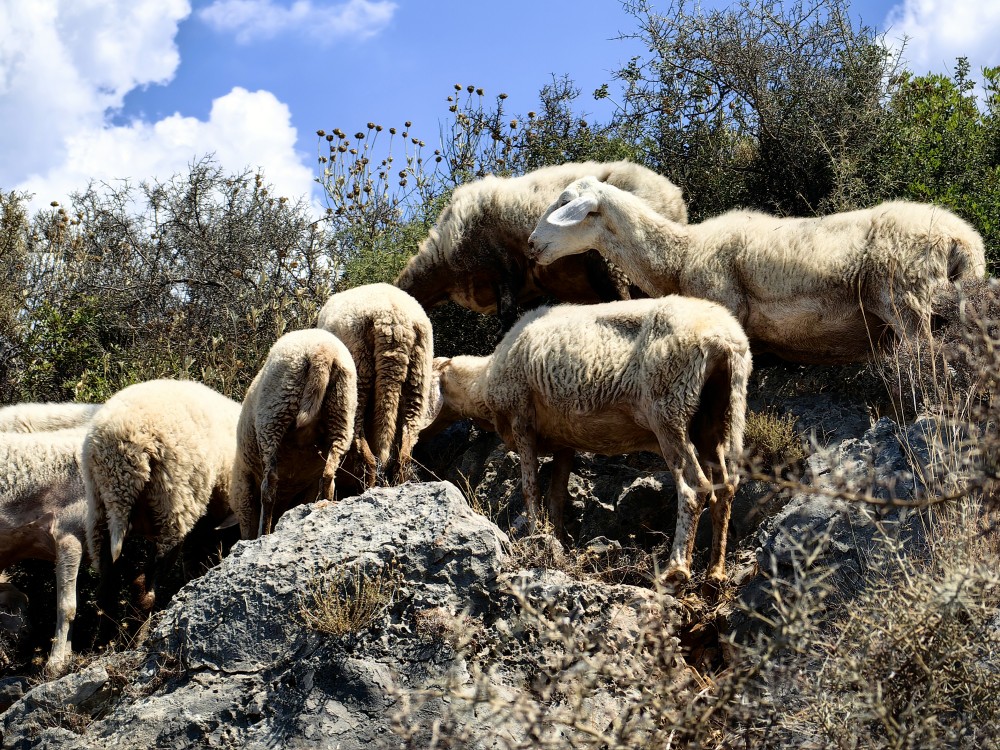 ΥΠΑΑΤ: ανακοίνωσε νέα μέτρα για την αντιμετώπιση της ευλογιάς των προβάτων